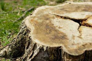 Freshly cut tree stump showing wood rings