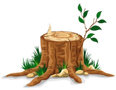 Tree stump with sapling growing